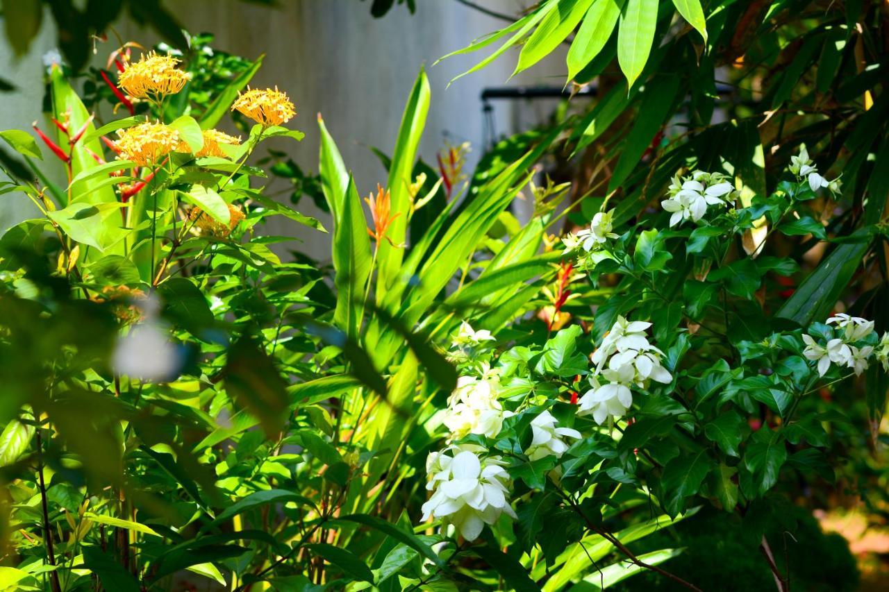 Palm Garden Guest House Galle Extérieur photo