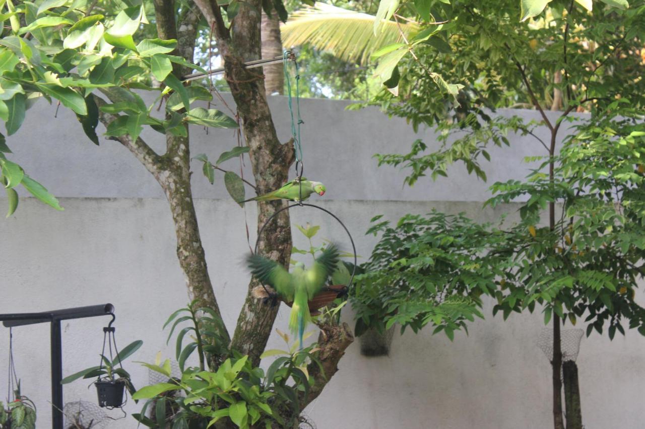Palm Garden Guest House Galle Extérieur photo