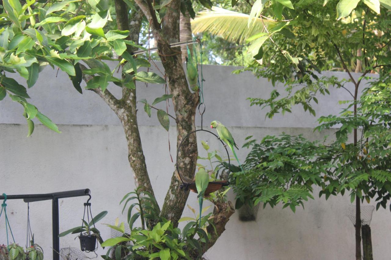 Palm Garden Guest House Galle Extérieur photo