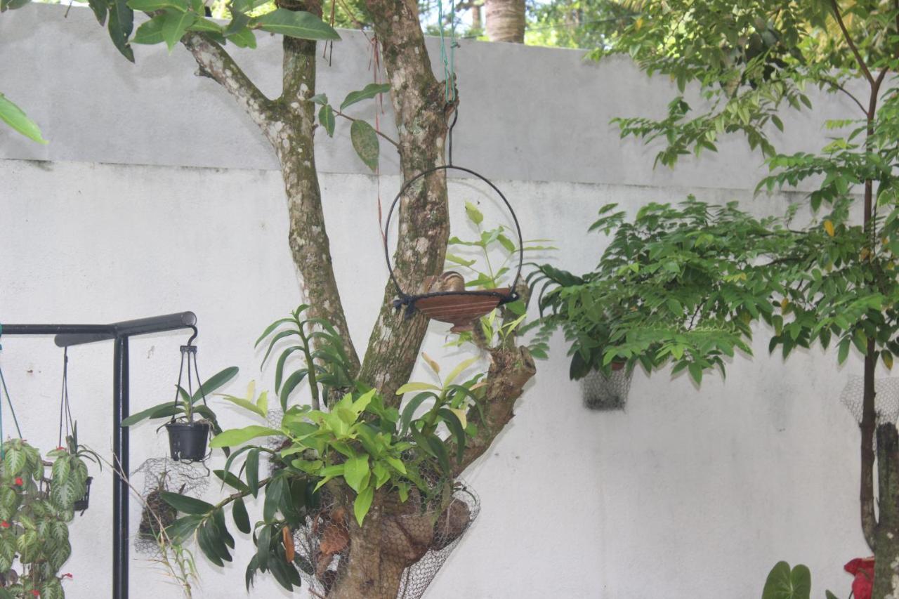 Palm Garden Guest House Galle Extérieur photo
